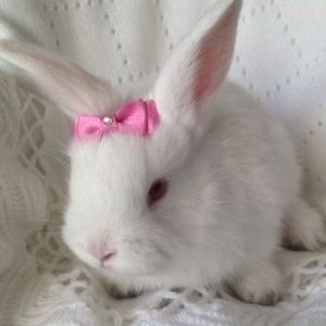 Meet your Posher, Felix